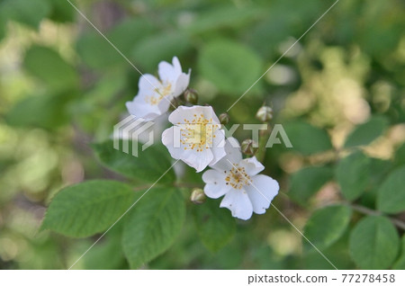 Neubara flower Neubara flower 77278458