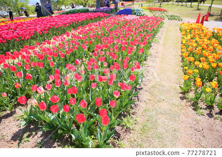 Spring park tulip flower garden 77278721