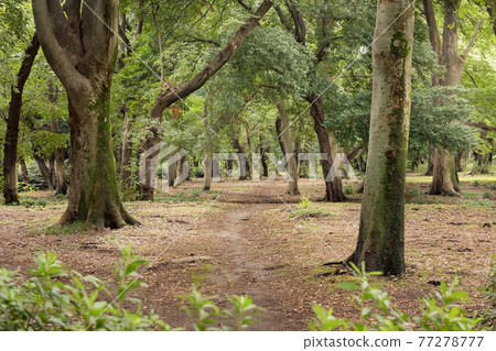 Forest path pattern Forest path pattern 77278777