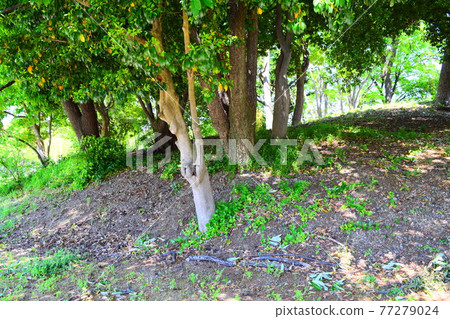 Osamezuka Kofun [World Heritage] 77279024