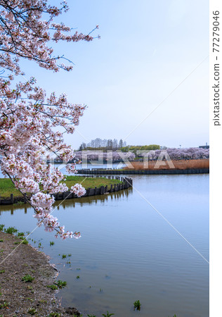 Sakura in full bloom in the four seasons of Isanuma 77279046