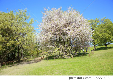 春天公園Kamizakura花 77279090