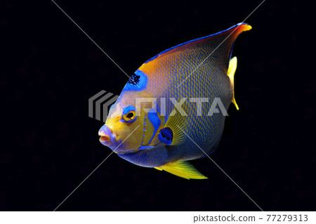 女王神仙魚黑色背景 77279313