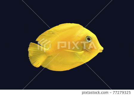 巧克力刺尾魚,黑色背景 巧克力刺尾魚,黑色背景 77279325
