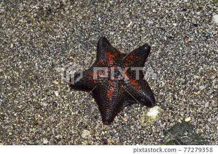 海星 海星 77279358