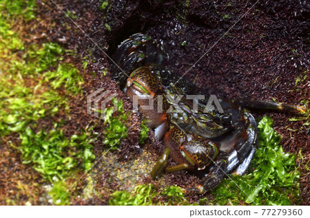 Crab striped shore crab lurking in the shade of a rock 77279360