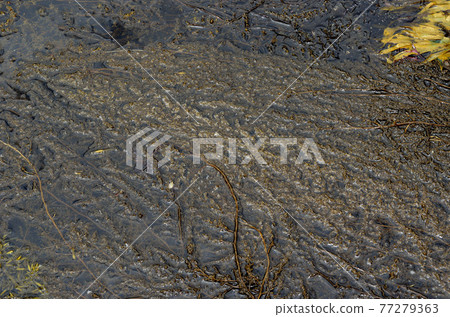 赤目海藻 77279363