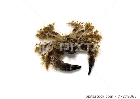 Xanthidae white background 77279365