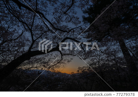 Takato Sakura Festival 77279378