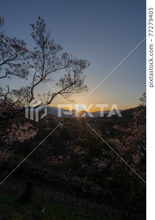 高遠櫻花節 高遠櫻花節 77279405
