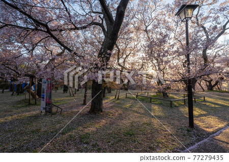 高遠櫻花節 77279435