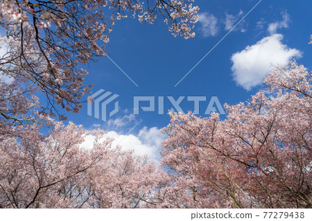 Takato Sakura Festival 77279438