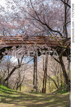 Takato Sakura Festival 77279506