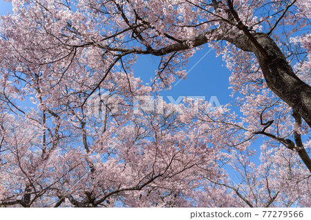 Takato Sakura Festival 77279566