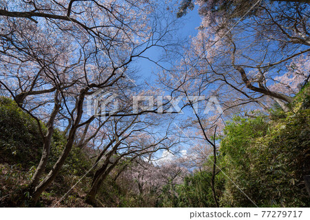 高遠櫻花節 高遠櫻花節 77279717