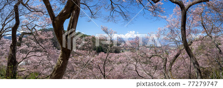 Takato Sakura Festival 77279747