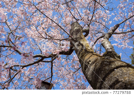 Takato Sakura Festival Takato Sakura Festival 77279788
