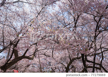 Takato Sakura Festival 77279869