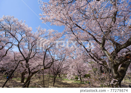Takato Sakura Festival 77279874