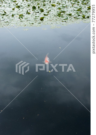 四季漫步春天的十樂園 四季漫步春天的十樂園 77279955