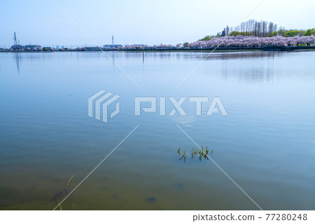 初春，伊佐沼四時，一排櫻花盛開 77280248