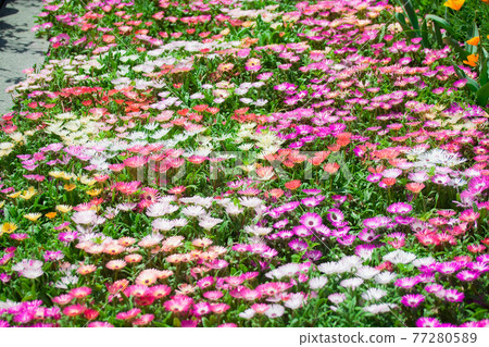 Livingstone daisy in full bloom Livingstone daisy in full bloom 77280589
