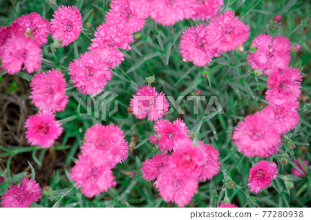 雨的痕跡,被雨滴打濕的粉竹花 雨的痕跡,被雨滴打濕的粉竹花 77280938