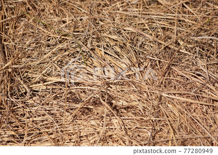 One side of dead grass 77280949