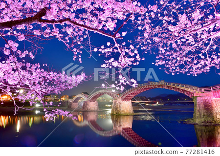 Illuminated Kintaikyo Bridge and cherry blossoms in full bloom 77281416