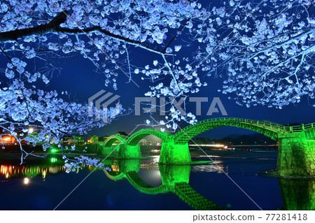 Illuminated Kintaikyo Bridge and cherry blossoms in full bloom 77281418