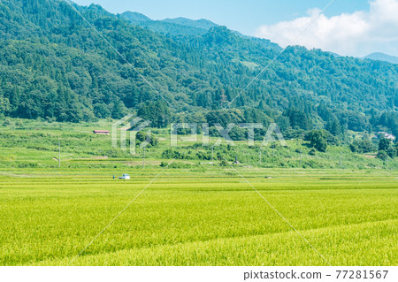 Summer countryside scenery 77281567