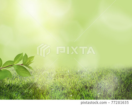 Refreshing green and sunbeams background-there are multiple variations Refreshing green and sunbeams background-there are multiple variations 77281635
