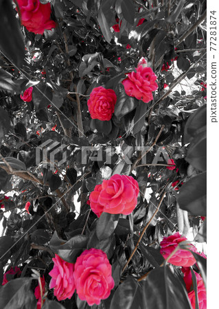Camellia 77281874