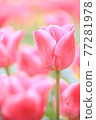 Tulip Flower Field 77281978