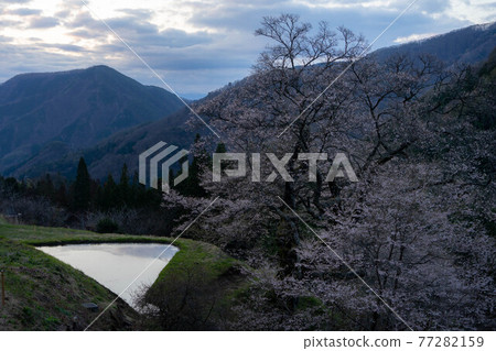 Cherry blossoms of bridge 77282159