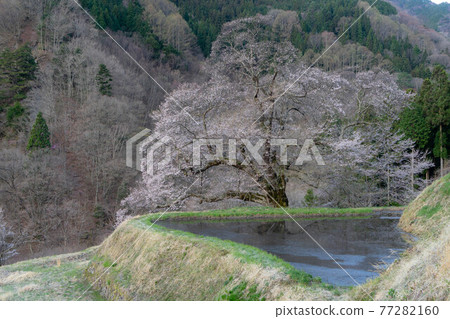 Cherry blossoms of bridge Cherry blossoms of bridge 77282160