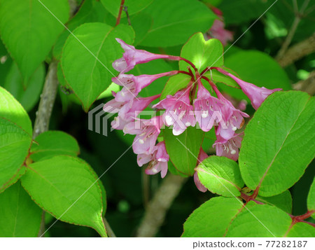 Weigela 77282187