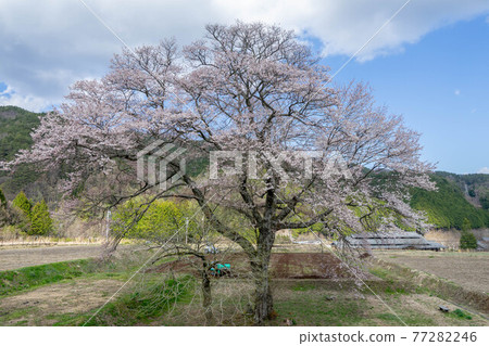 Gosho cherry tree Gosho cherry tree 77282246