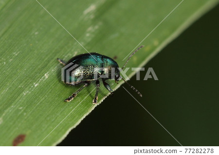 Creature insect Okinawa leaf beetle, body color is mutated and this individual is metallic green 77282278