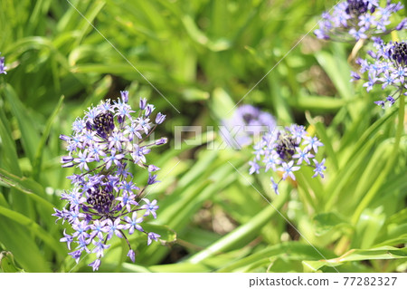 Gorgeous Scilla peruviana (Schiller Peruviana) 77282327