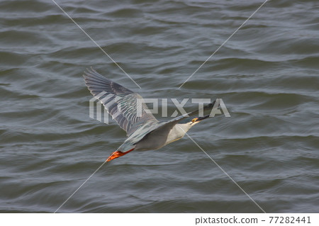 《平塚市相模川》夜鷺 77282441