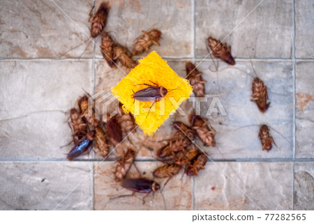 Cockroach on dessert on tile background. Cockroach on dessert on tile background. 77282565