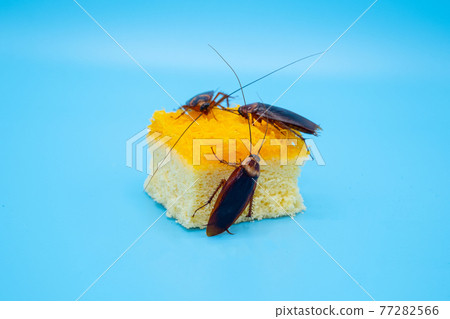 Cockroach on dessert isolated on blue background 77282566