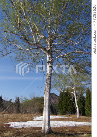 Birch forest with snow 77282626