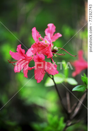 映山紅 映山紅 77282743