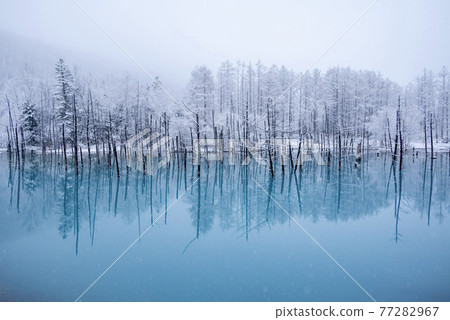 美瑛鎮 Blue Pond Spring Snow 77282967