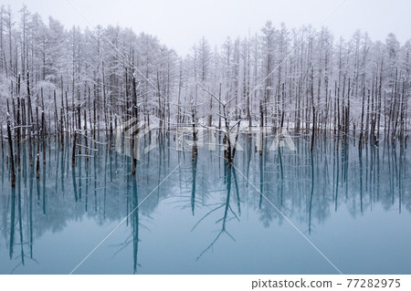 美瑛鎮 Blue Pond Spring Snow 美瑛鎮 Blue Pond Spring Snow 77282975