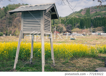 史蒂文森屏風和油菜花 [木崎湖] 77283022