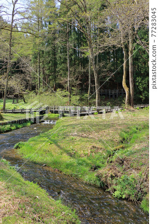 Hakuba Village Spring Himekawa Headwaters Hakuba Village Spring Himekawa Headwaters 77283045