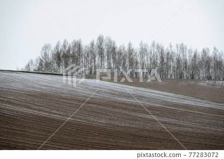 春雪中的美瑛鎮 春雪中的美瑛鎮 77283072